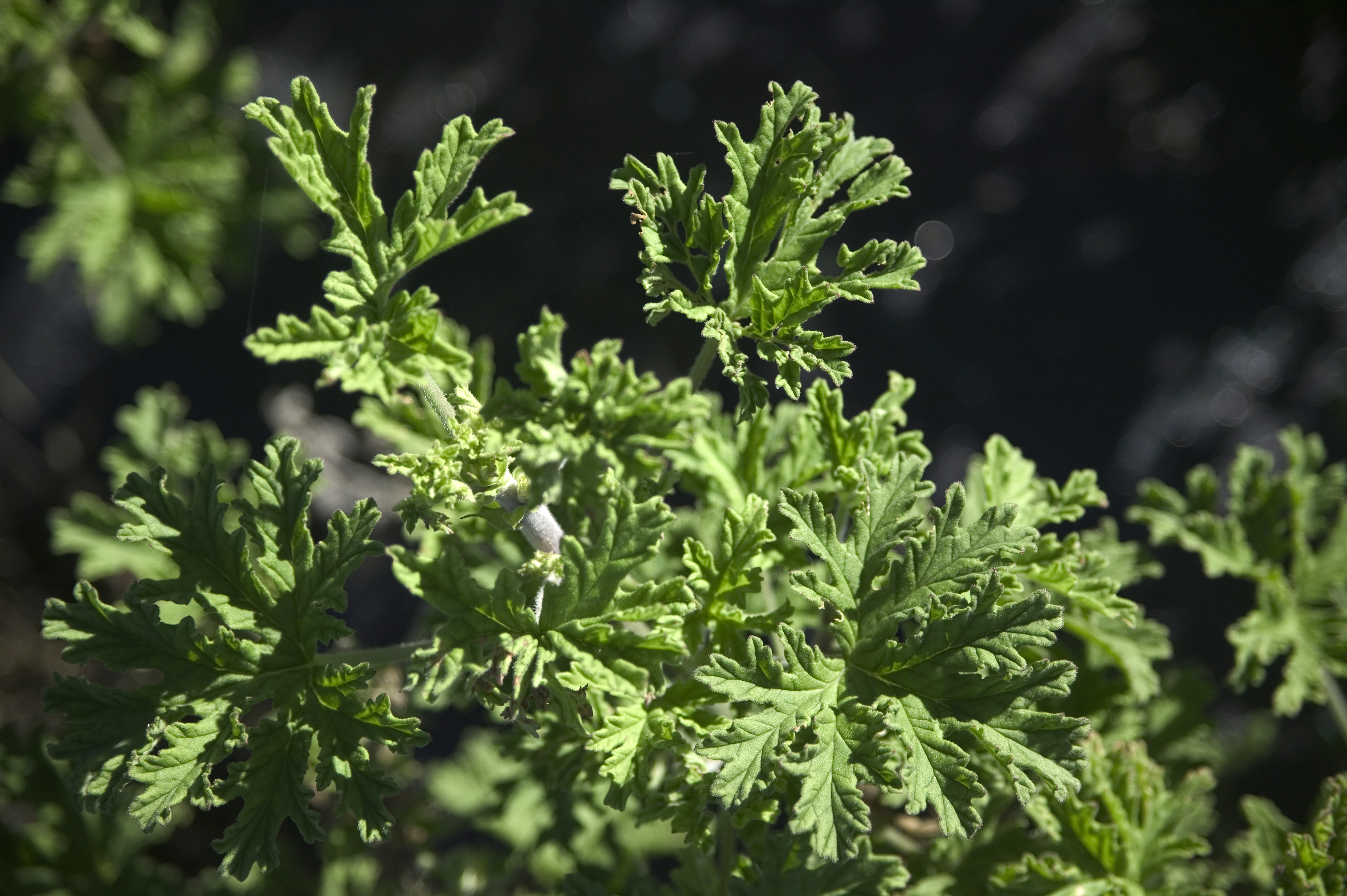 Feuilles de géranium